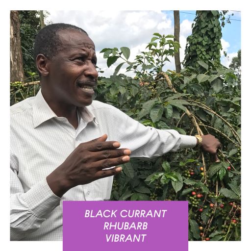 Kamwangi AA, Washed, Kenya