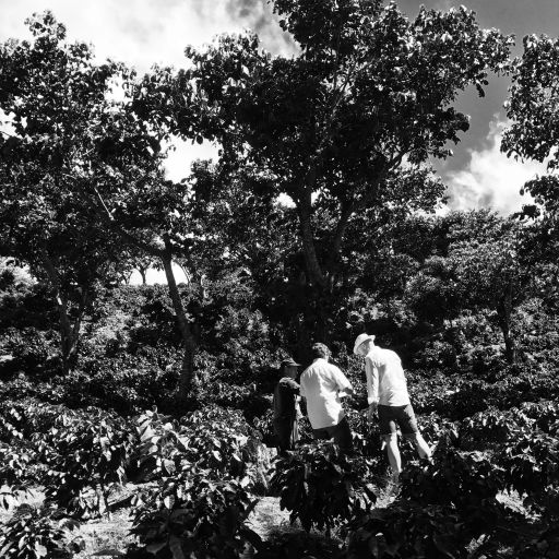 #3 El Salvador, Wet Fermentation Pacamara