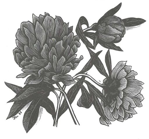 Single Origin Espresso