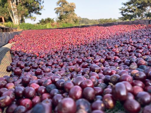 Raspberry Beret, Tanzania