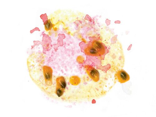 Costa Rica Geisha Volcan Azul