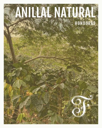 Honduras Anillal Natural