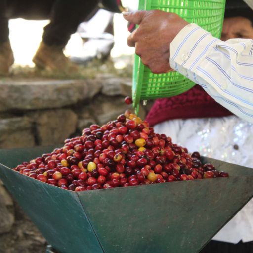 Peru - Andes Perdido Por Los Flores - Geisha (Trader Special Lot)