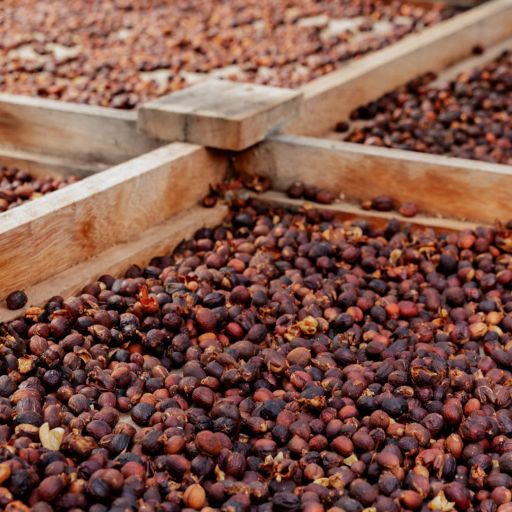 Colombia - Finca la Virginia - 200Hrs Extended Fermentation