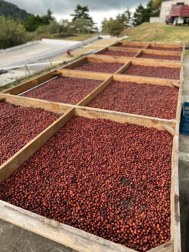 Guatalon Gesha Anaerobic