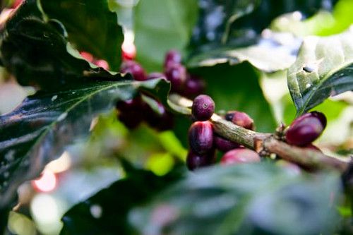 Finca San José - Coatepec, Veracruz - Washed Anacafé