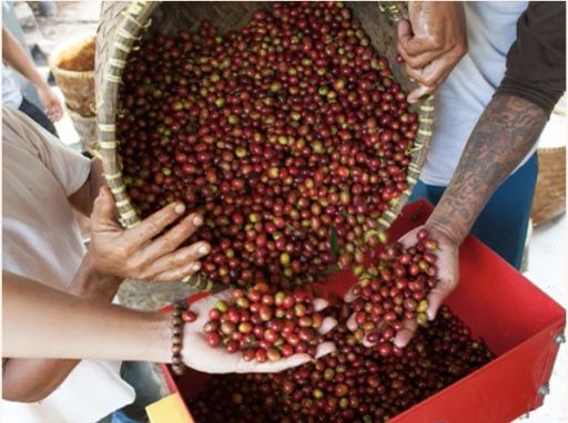 East Timor Letefoho Natural