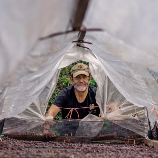 Panama - Auromar - Catalina Geisha