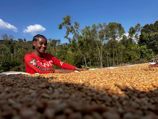 Ethiopia Bette Buna Washed