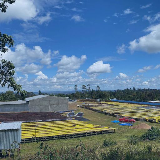 Ethiopia - Guji Hambela Wamena Wate - Kurume - Anaerobic Natural