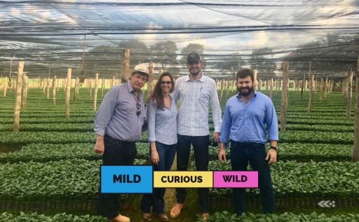 BRAZIL | Rio Brilhante | Red Catuai & Mundo Novo | Natural