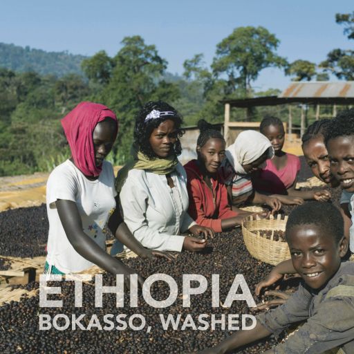 Ethiopian Bokasso | Washed