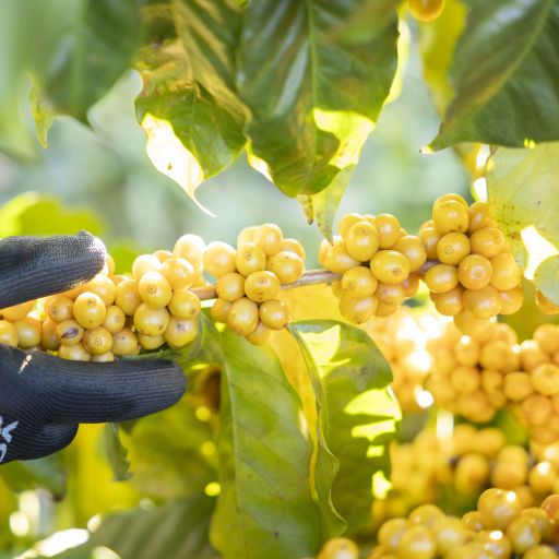 Fazenda Rio Brilhante, Brazil