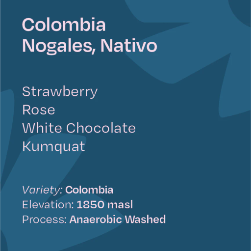 Colombia Nogales Nativo