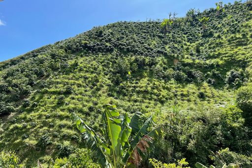 Cecilia Hoyos, El Carmen - Espresso Roast