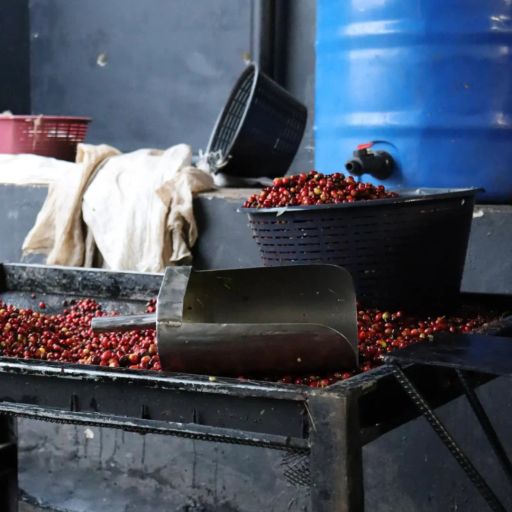 Panama Altieri Dilgo DCF Geisha