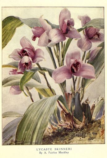 Decaf Guatemala Acatenango