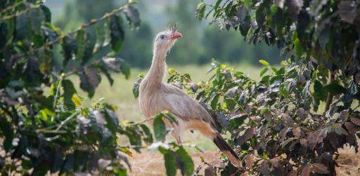 Brazil Daterra Summer Solstice