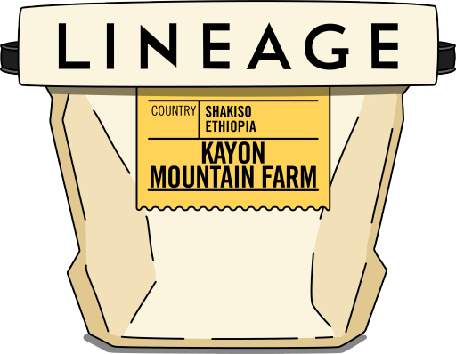 Ethiopia, Kayon Mountain Farm