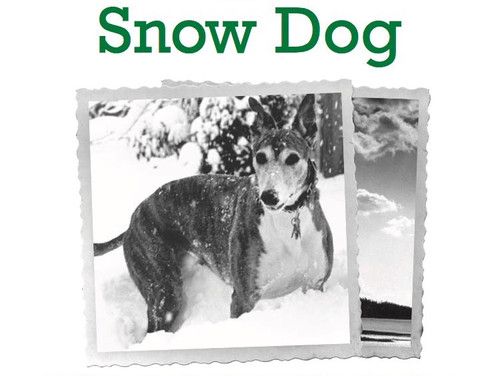 Snow Dog