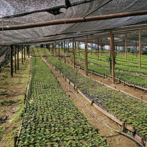 Ecuador - El Dorado - Wush Wush Extra Fermented Lot 2