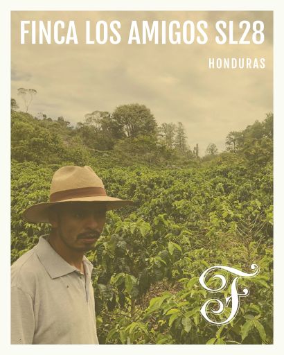 Honduras Finca Los Amigos SL28