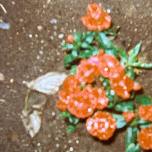 Guatemala Finca Pampojila