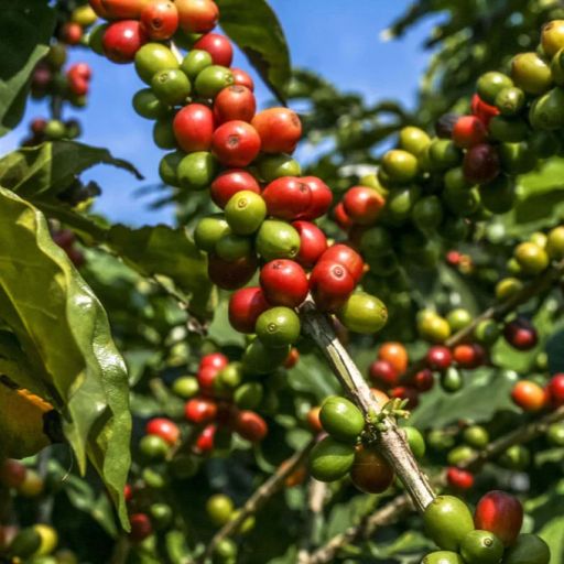 Ethiopia Ana Sora【Wush Wush】