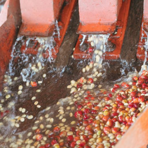 Kenya Nyeri Kamoko AA