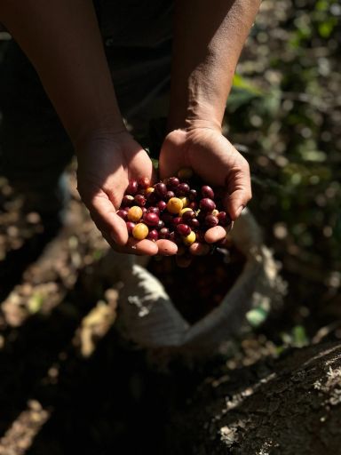 Kenya - Kamundu Estate