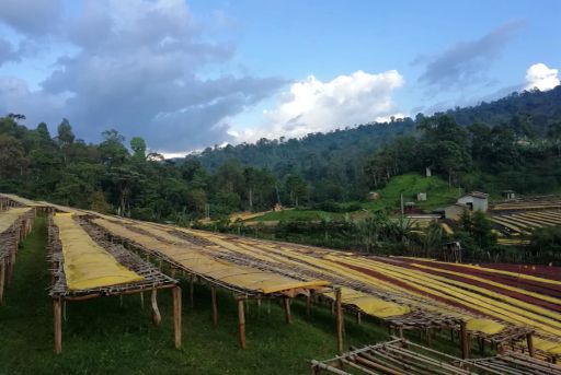 Ethiopia Yirgacheffe Adame Kebele Grade Zero Washed