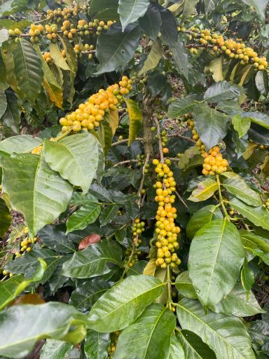 El Linaje - Venezuela