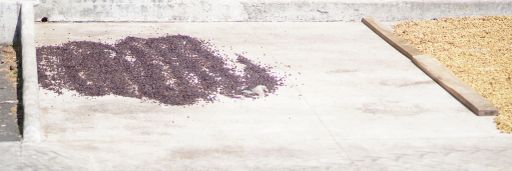 #17 Costa Rica, Yellow Honey H3