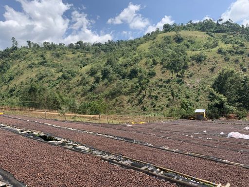 Ethiopia Daye Bensa Ashenafi Argaw Anaerobic Natural