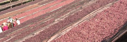 #29 Ethiopia, Bildimoo Bensa