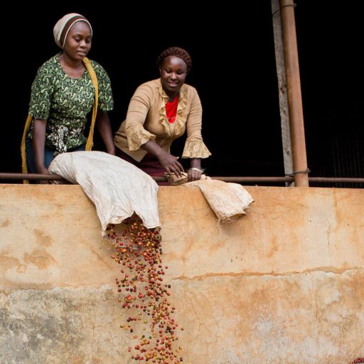 Kenya - Kigwandi AB by Mutheka FCS