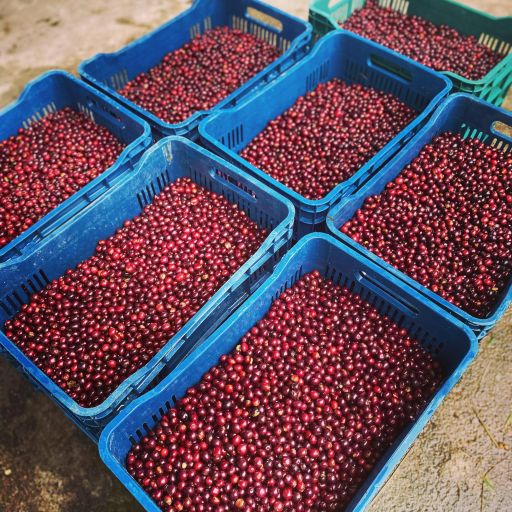 Guatalon Pacamara Anaerobic