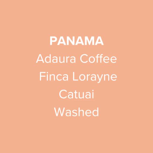 Panama Adaura Coffee Catuai Washed