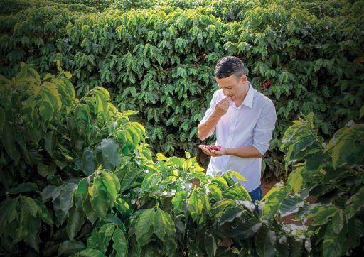 Brasilíu kaffi - Paubrasil