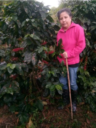 Mexico Wet-hulled 1KG (Green/Unroasted Coffee)