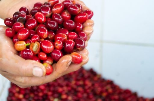 Ekwador Hacienda la Papaya