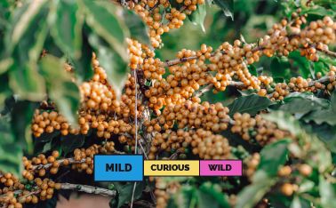 BRAZIL | Mantiqueira Lot #1 | Yellow Bourbon | Natural