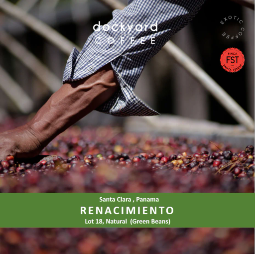 Panama l Santa Clara l Renacimiento l Green Beans