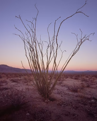Honduras Angela Dominguez