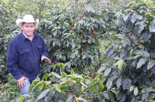 Honduras COMSA Marcala Espresso Roast