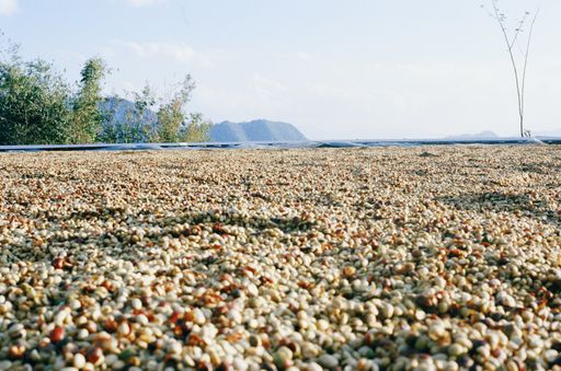 Catimor - Honey - Chichang