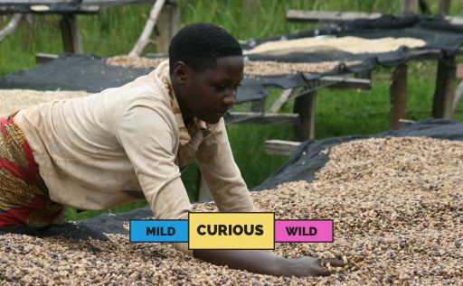 Burundi Kibingo Bourbon Honey