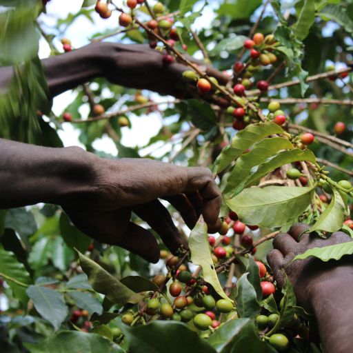 Kii AA - Washed - Kenya - 2025