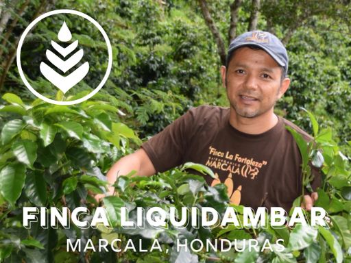 FINCA LIQUIDAMBAR