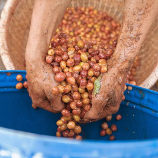 Indonesia Java Frinsa Estate